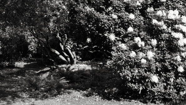 Bois des Moutiers (27) Juin 2012